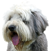 Bearded Collie.png