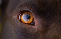 Brauner Hund mit orangebraunem Auge im Nahformat.jpg