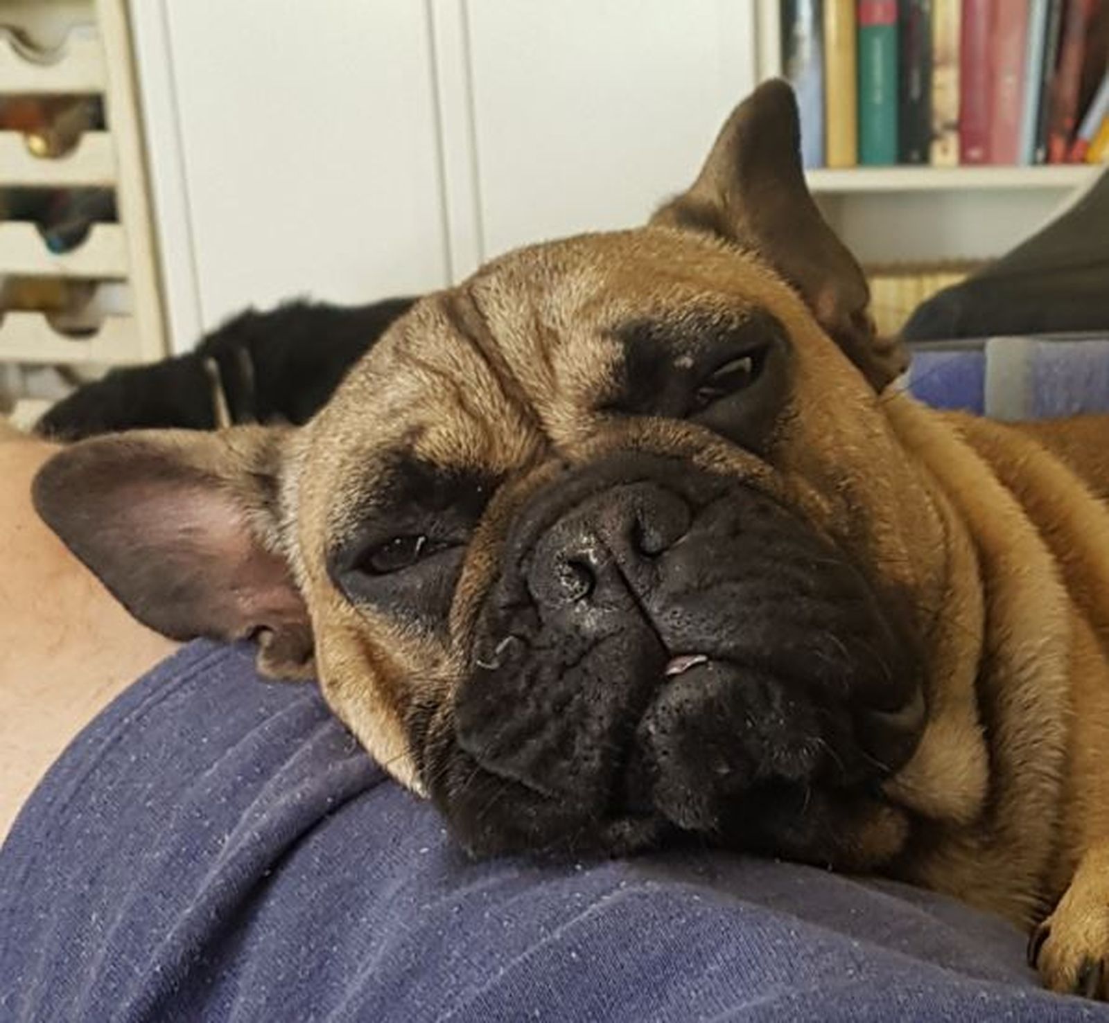 Eine braune Bulldogge mit schwarzer Schnauze liegt schläfrig mit dem Kopf auf einem Bein und schaut den Betrachter an