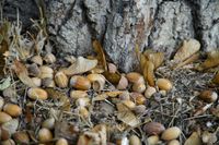 Viele Eicheln die neben einem Baumstamm auf dem trockenen Waldboden liegen.jpg