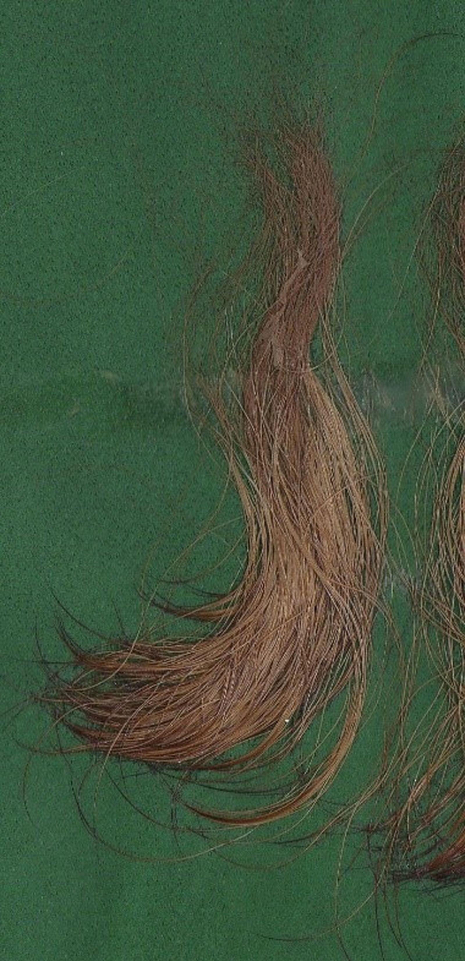 Braune Haare vom Irish Terrier auf grünem Untergrund in Großaufnahme