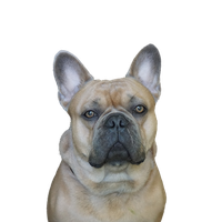 Franzoesische Bulldogge.png
