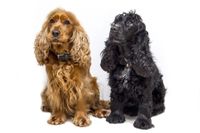 Ein brauner und ein schwarzer Cocker Spaniel sitzen nebeneinander.jpg