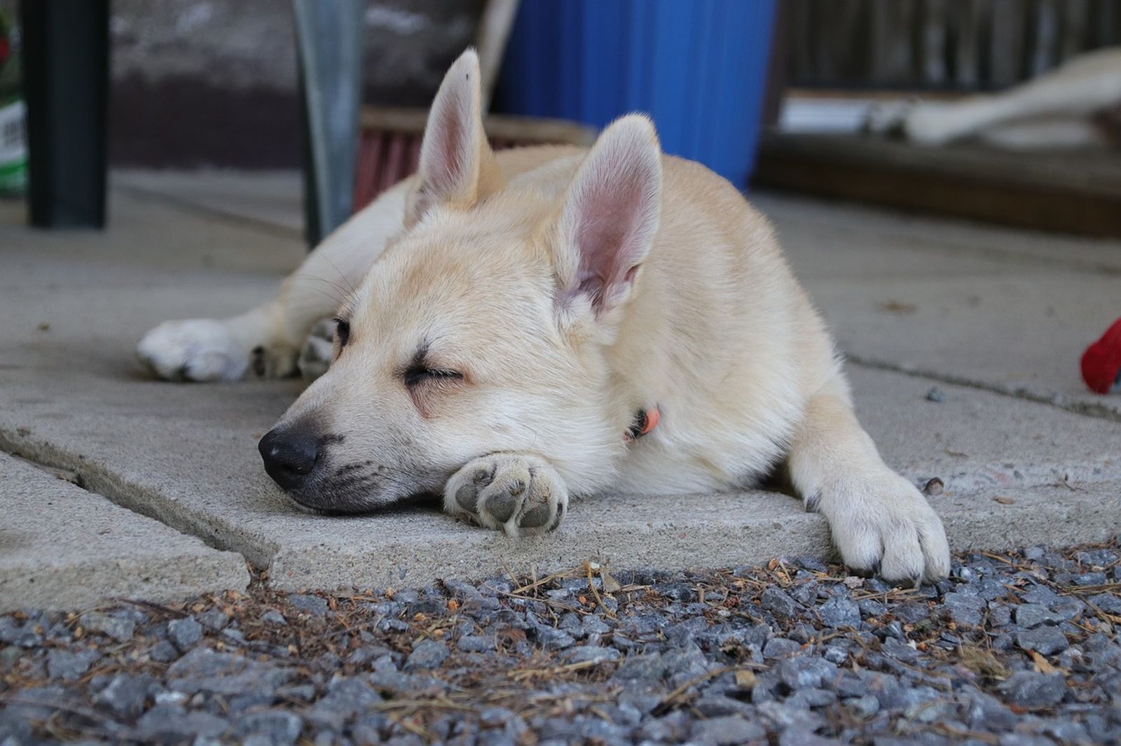 Junger hellbeigefarbener Hund der Rasse Norwegischer Buhund liegt mit dem Kopf auf der Pfote auf dem Asphaltboden und schläft.
