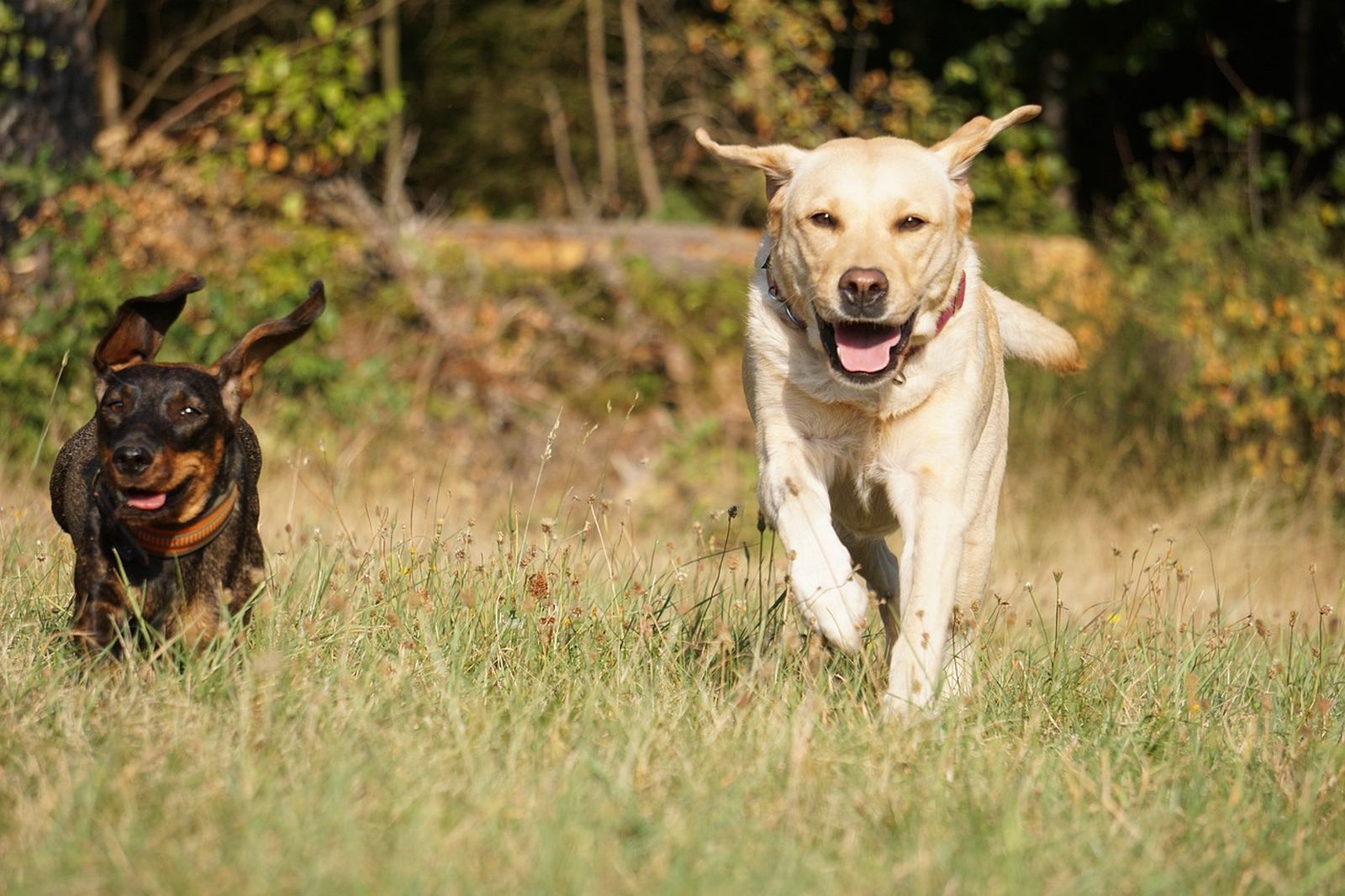 Ein saufarbener Rauhhaardackel läuft neben einem beigefarbenen Labrador Retriever auf einer Wiese auf den Betrachter 