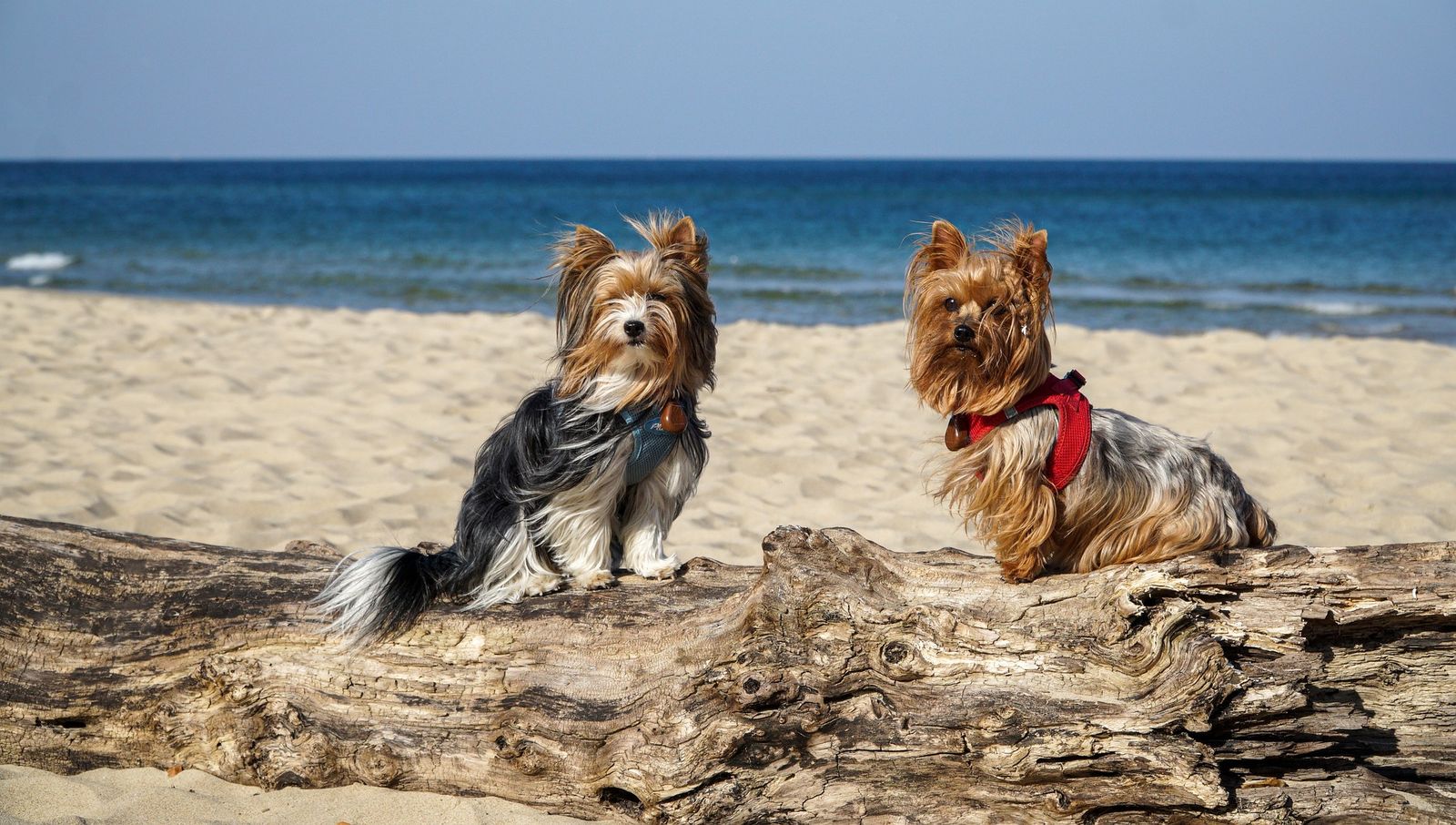 Zwei kleine Hunde sitzen nebeneinander auf einem morschen Baumstamm der am Strand vor dem Meer liegt.