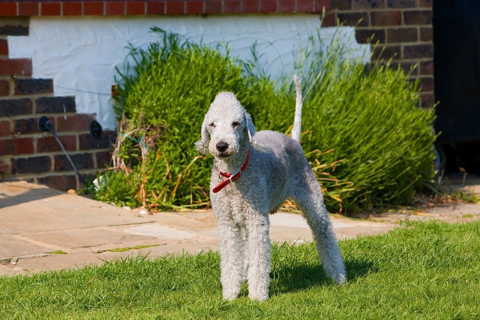 Ein grau-gelockter Hund mit rotem Halsband steht auf einer Wiese vor einer Backsteinwand und schaut in die Ferne