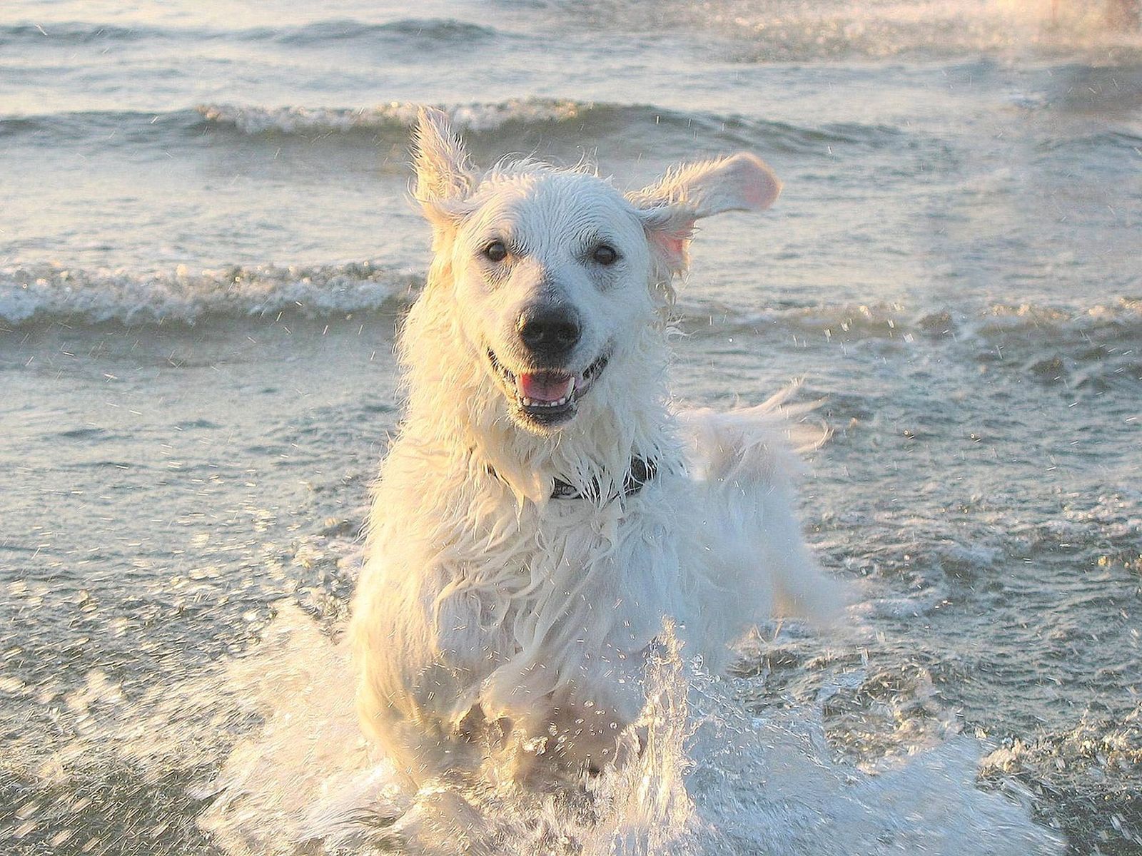 Ein weißer großer Hund der Rasse Kuvasz mit Halsband springt in der Meeresbrandung aus dem Wasser in Richtung Betrachter