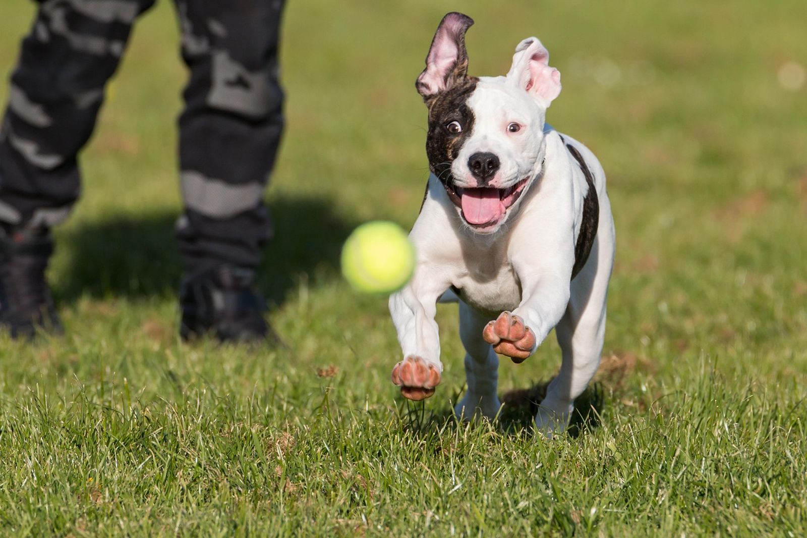 Ein weiß-brauner junger American Bulldog Welpe läuft einem Tennisball mit wehenden Ohren auf einer Wiese nach