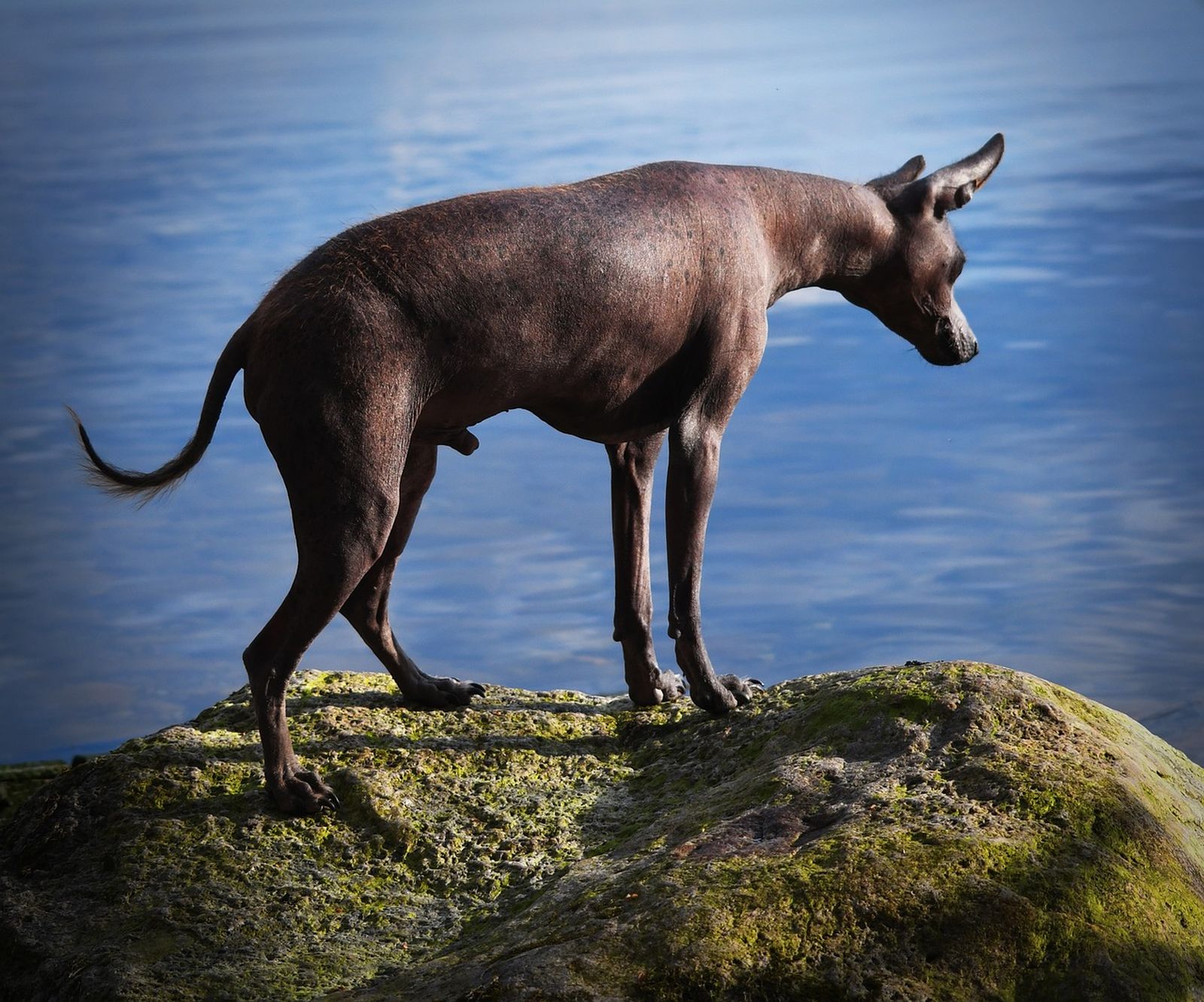 Ein haarloser Mexikanischer Nackthund steht auf einem algenbewachsenen Felsen direkt am Wasser und schaut aufmerksam auf die Wasseroberfläche