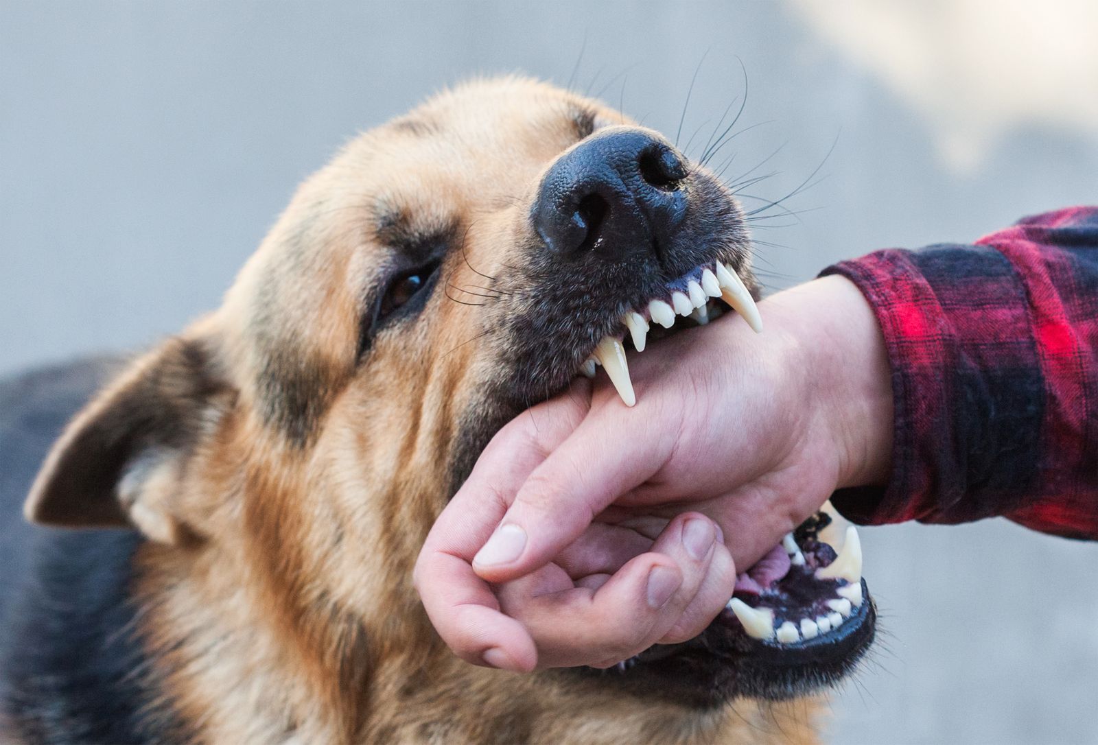 Ein Schäferhund beißt in den Arm eines Menschen mit einem rot-schwarz-karierten Flanellhemd.