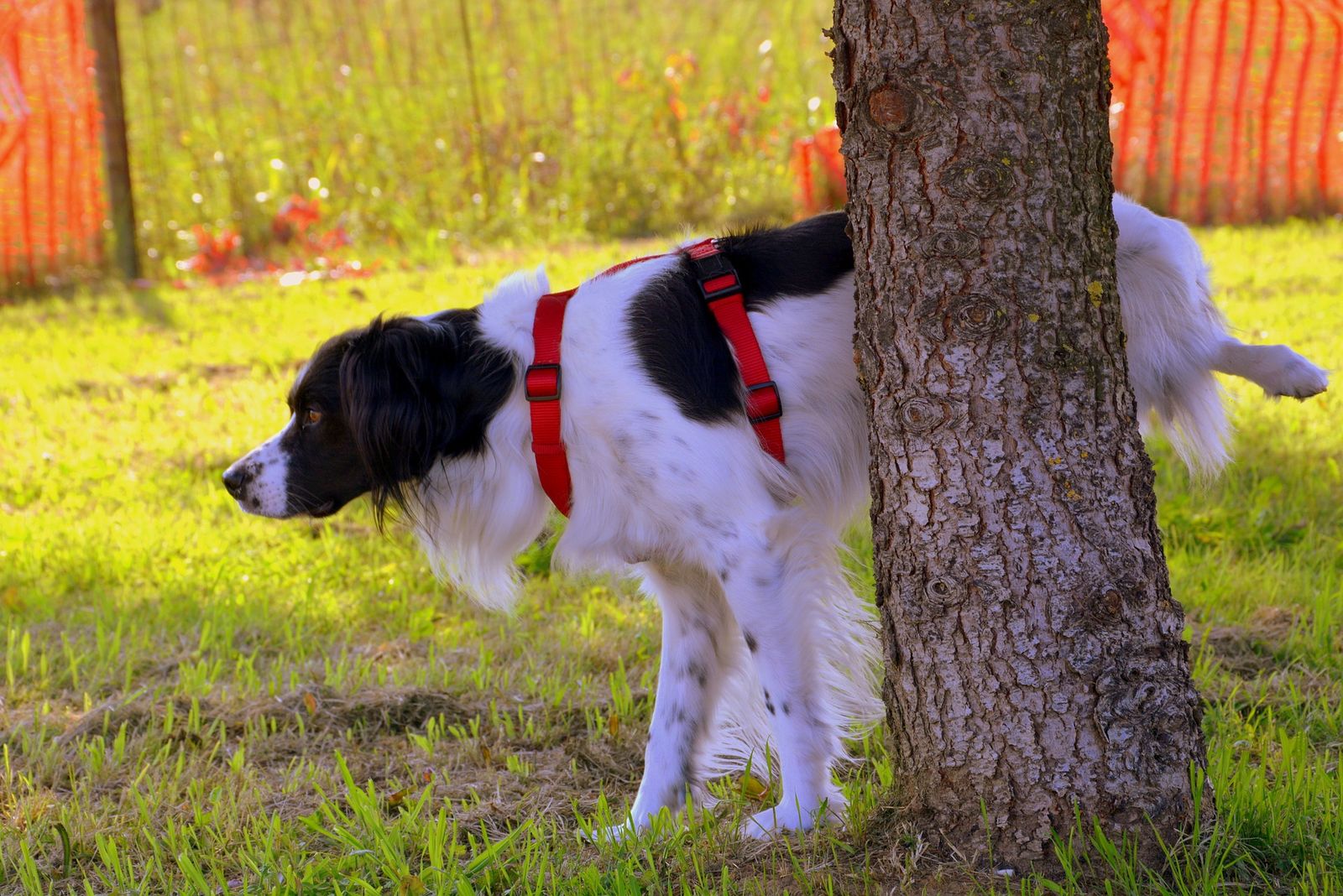 Ein Hund markiert an einem Baum auf einer Wiese.