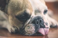 Franzoesische Bulldogge liegt mit heraushaengender Zunge auf dem Boden und schaut leidend.jpg