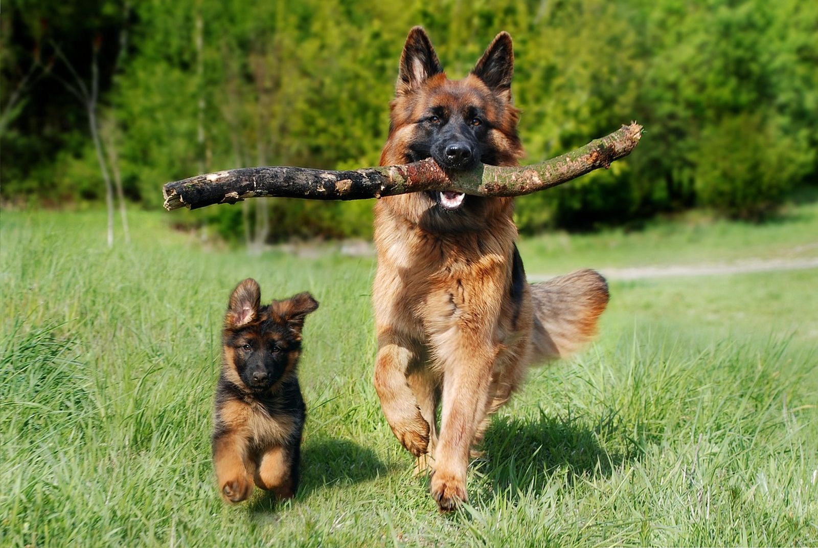 Zwei Deutsche Schäferhunde laufen nebeneinander auf den Betrachter zuz. Sie laufen über eine sonnigen Naturwiese mit angrenzendem Wald: links ein kleiner Welpe, rechts ein Erwachsener mit Ast im Fang.