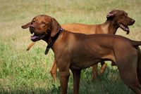 Zwei Vizsla stehen auf der Wiese.jpg