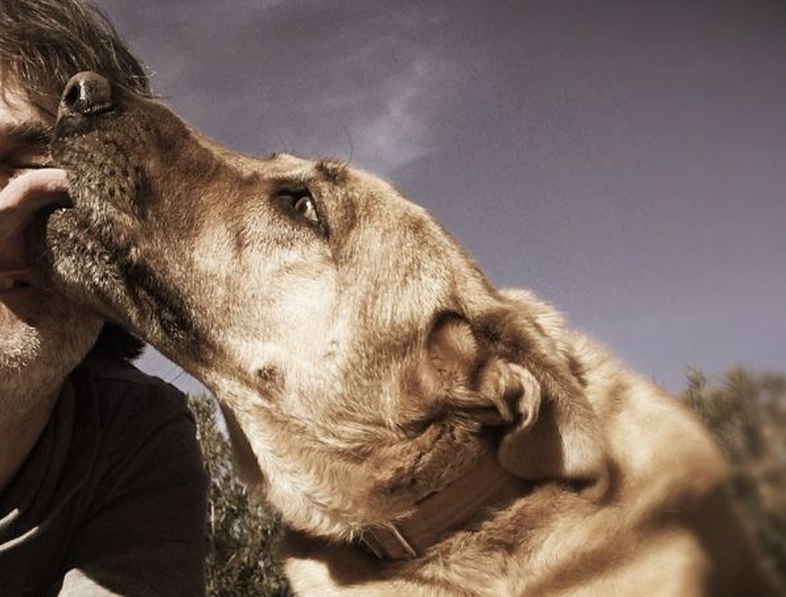 Ein beiger Hund der Rasse Chinook leckt einem Mann das Gesicht