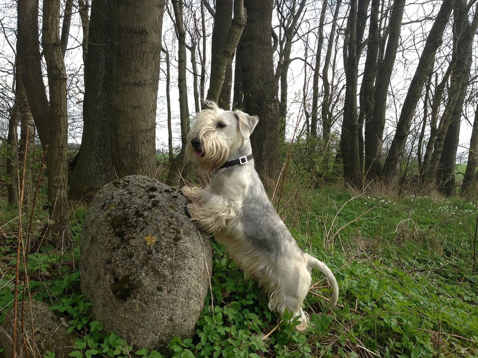 Ein beigefarbener Terrier mit Halsband steht auf den Hinterbeinen angelehnt an einem großen Stein und schaut aufmerksam nach links in die Ferne