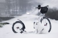 Dogscooter im Schnee mit Spitz dog-5723335_1280 https   pixabay.com de photos hund-welpen-haustier-s%C3%A4ugetier-5723335.jpg
