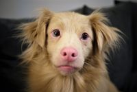 Hellbrauner Hund mit rosa Nase und Augenlidern.jpg
