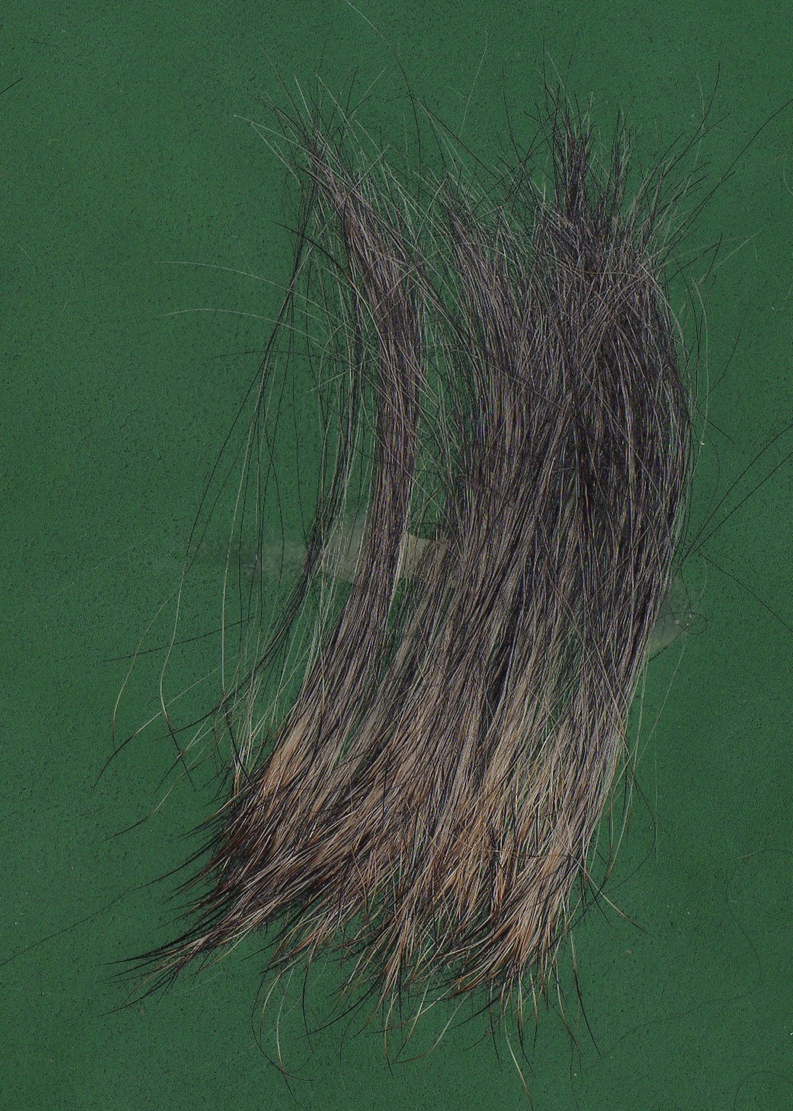 Haare vom Rauhaardackel auf grünem Untergrund mit längerer und weicher Haarstruktur