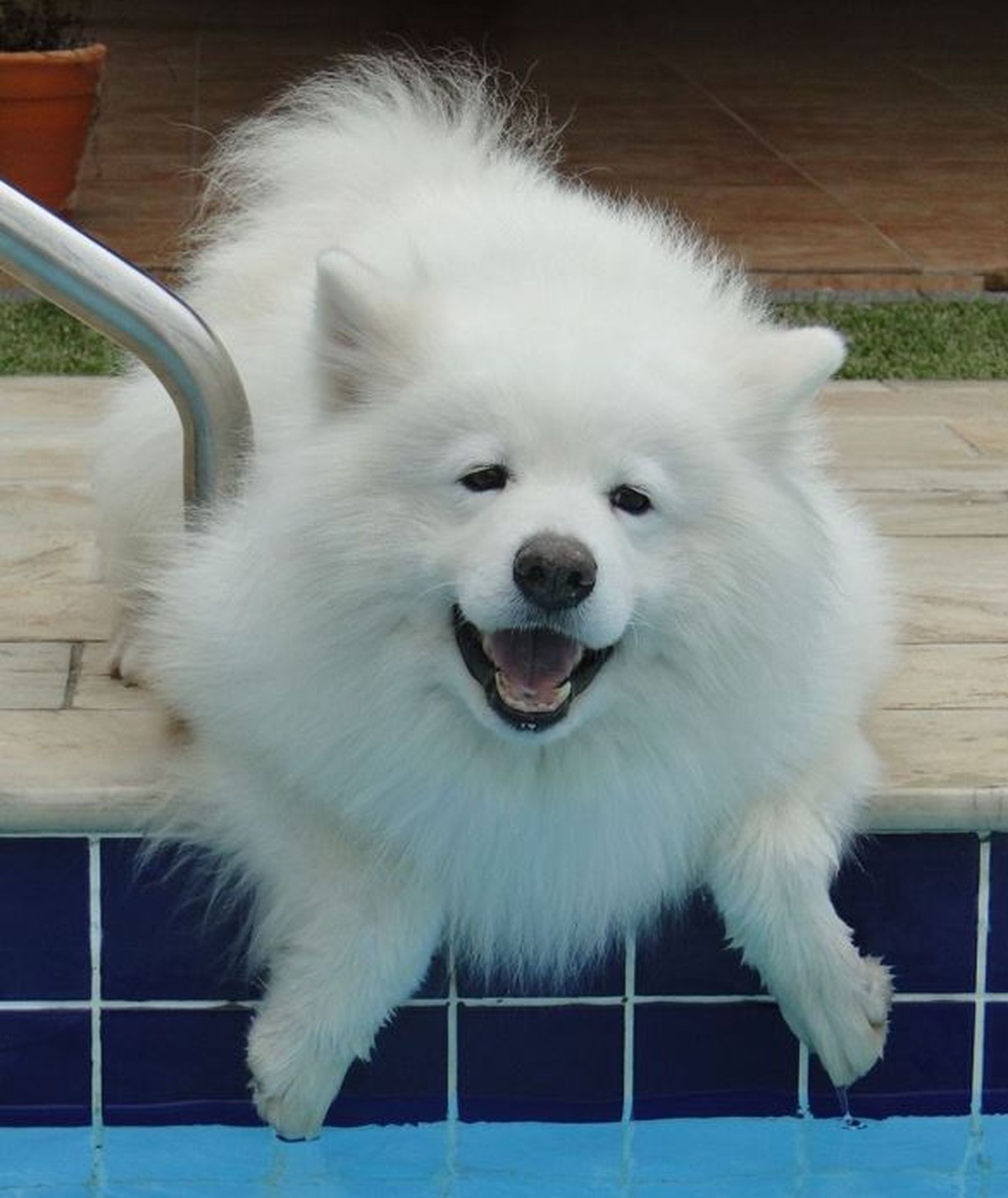 Ein weißer Hund liegt am Beckenrand am Swimmingpool und schaut freudig zum Betrachter