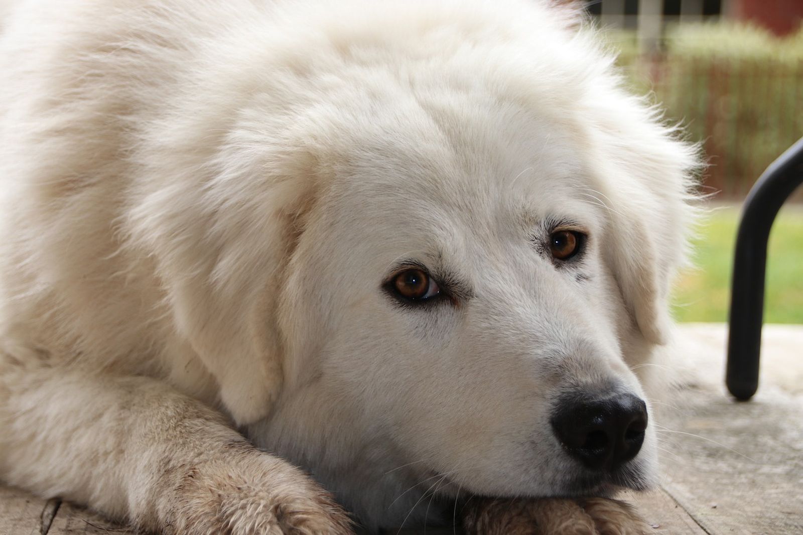 Ein weisser Hund der Rasse Maremmen Abruzzen Schaeferhund liegt mit dem Kopf leicht seitlich auf einem Holzboden und schaut den Betrachter an