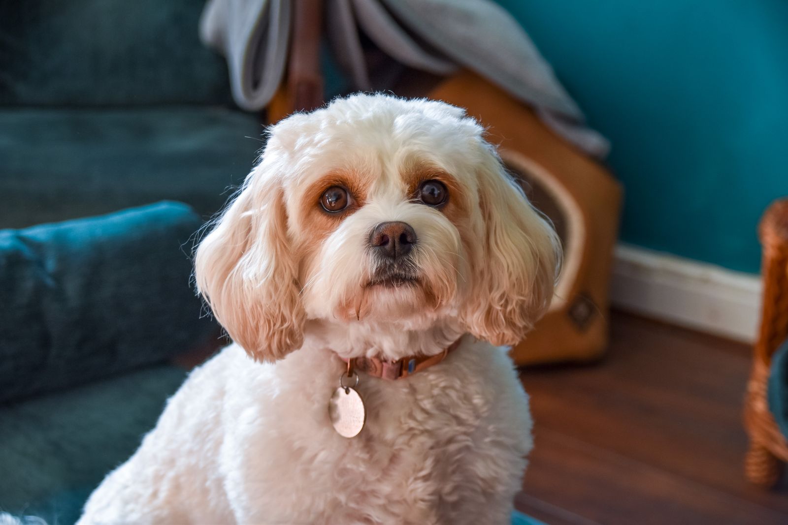 Ein kleiner weiß-goldfarbener Hund der Hybridhunderasse Cavachon mit Halsband sitzt im Wohnraum auf einem grünen Untergrund und schaut den Betrachter an