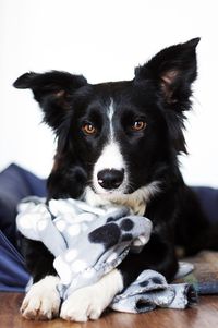 Border Collie liegt im Korb mit Handtuch und schaut in die Kamera.jpg