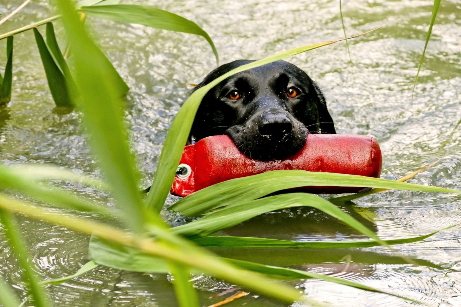 Ein schwarzer Hund der Rasse Labrador Retriever schwimmt mit einem roten Trainingsdummy im Maul durch das schilfbewachsene Gewässer in Richtung Betrachter.