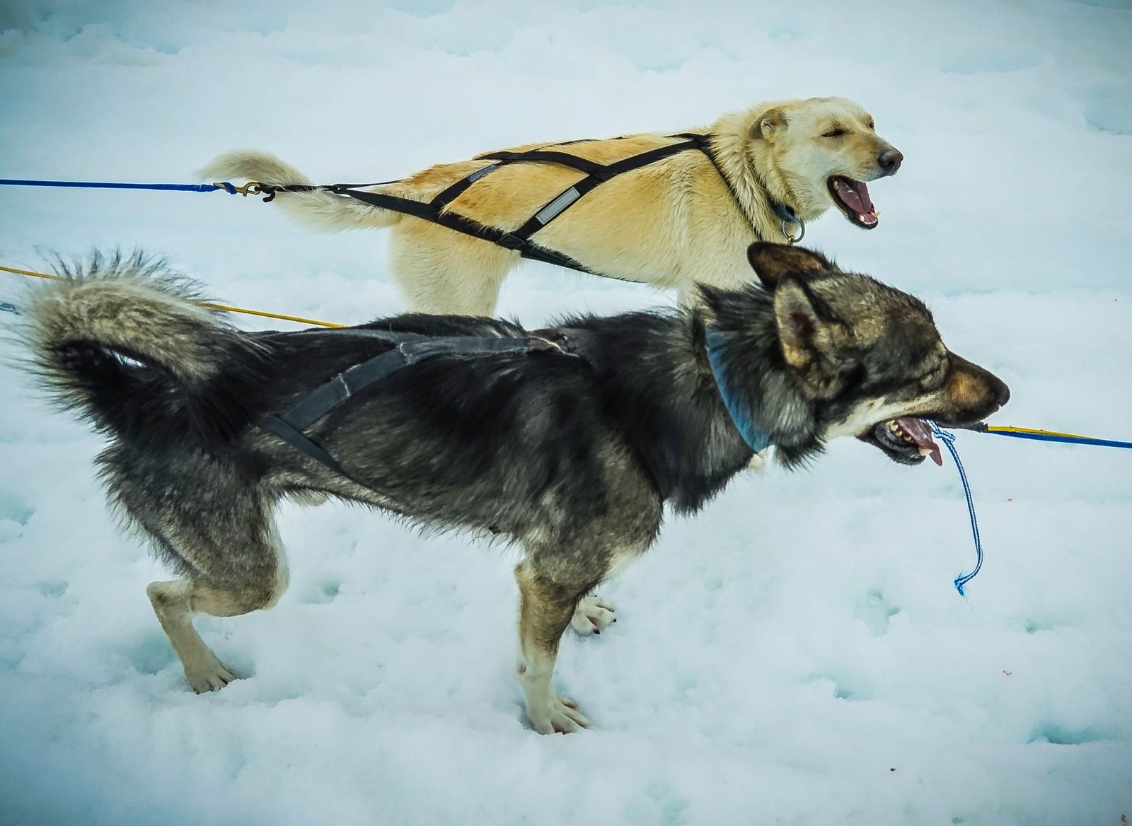 Zwei Zughunde im Gespann auf Schnee