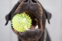 Hund in Nahaufnahme mit gelbem Ball im Maul.jpg