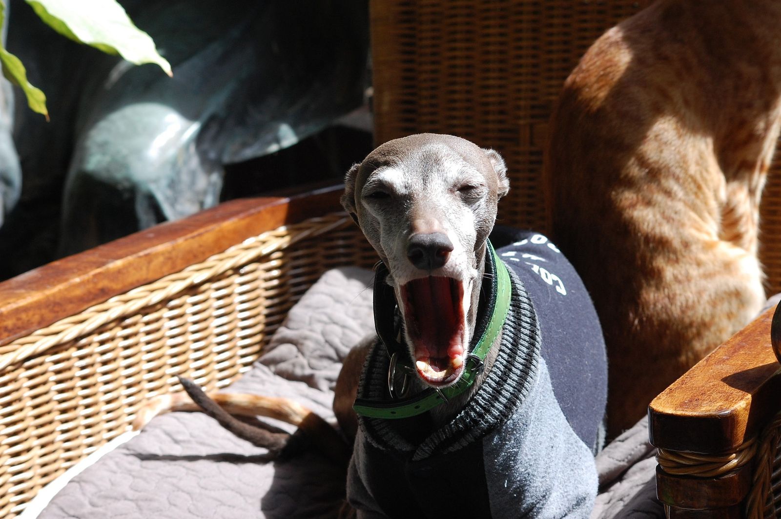 Ein Windhund mit Pullover liegt im Garten auf einem Stuhl und gähnt vor Müdigkeit.