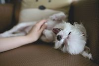 Kleiner weisser Hund mit offenem Fang liegt auf dem Ruecken auf einem braunen Sofa und eine Hand beruehrt den Bauch.jpg