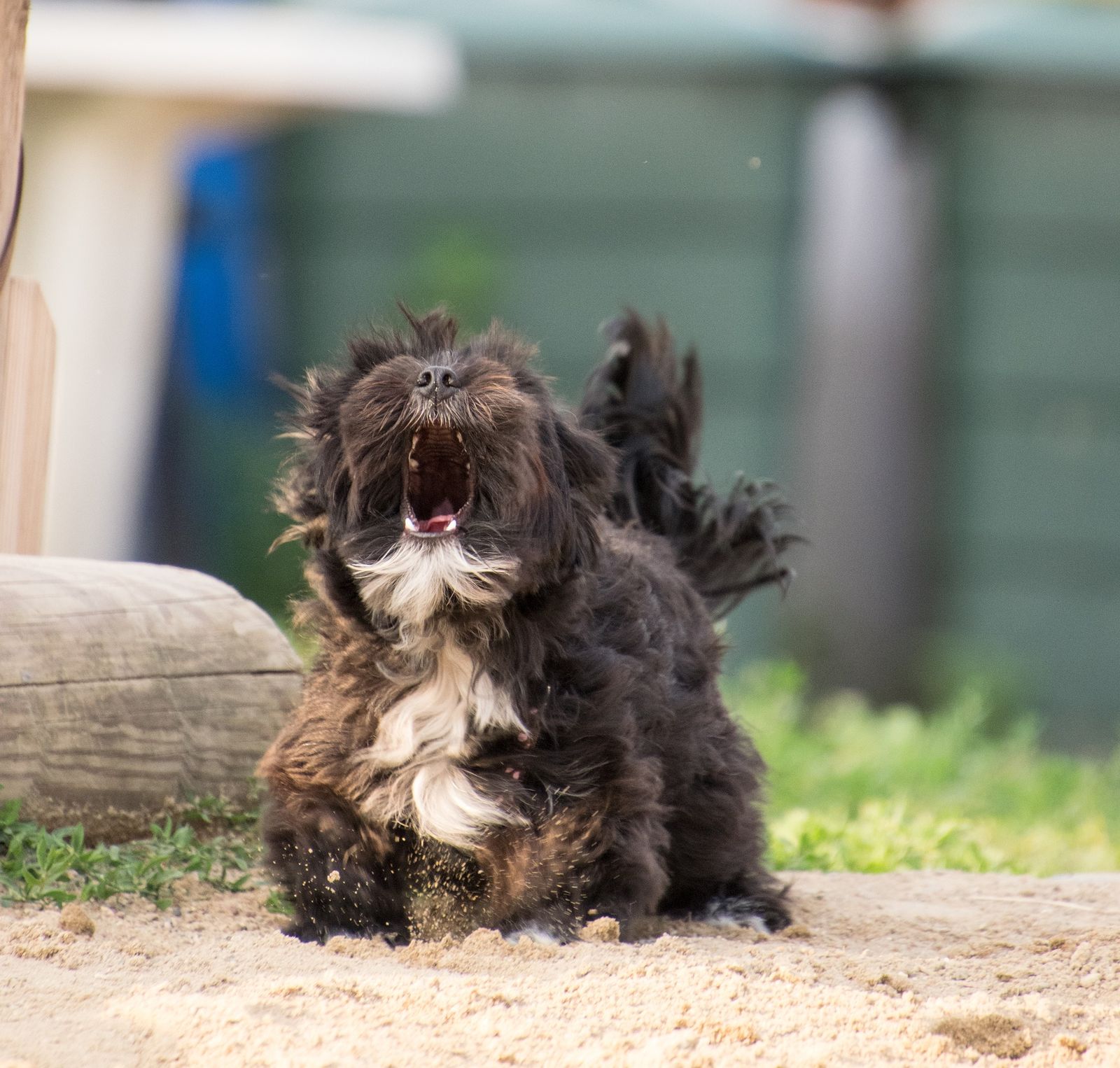 Ein kleiner brauner Hund steht im Sand im Garten und bellt lauthals