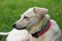 Hellbeiger Labrador Retriever mit rotem und grauem Halsband schaut mit gekniffenen Augen nach links in die Ferne.jpg