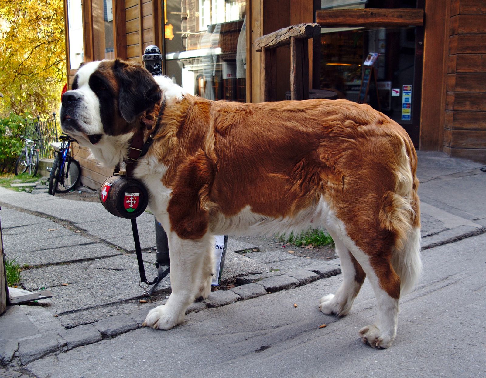 Ein riesiger braun-weiß-schwarzer Hund der Rasse Bernhardiner steht im seitlichen Profil zum Betrachter mit einem Hlozfässchen um den Hals und wartet auf seinen Einsatz als Rettungshund.