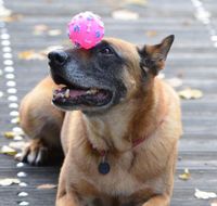 Ein Belgischer Schaeferhund balanciert einen lilafarbenen Ball auf der Nase AusschnittII.jpg