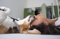 Ein Beagle und Frauchen liegen Kopf an Kopf auf dem Bett.jpg
