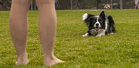 Ein Border Collie liegt auf der Wiese vor ihm das Frauchen.jpg