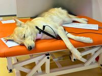 Ein beigefarbener Hund liegt während der Bioresonanz entspannt und mit geschlossenen Augen verkabelt seitlich auf einer orangenen Behandlungsliege.jpg