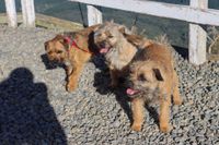 Drei Border Terrier nebeneinander.jpg