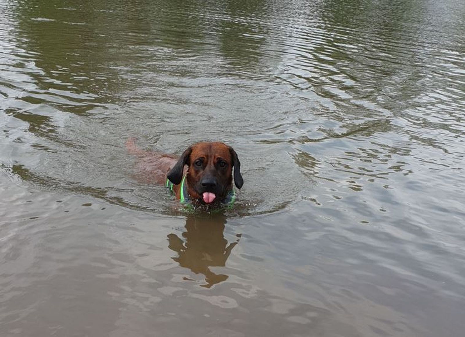 Ein Hannoverscher Schweißhund mit neonfarbenen Hundegeschirr schwimmt mit heraushängender Zunge durch einen Fluss in Richtung Betrachter