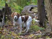 Ein braun weisser Vorstehhund steht im Wald an und fixiert etwas.jpg