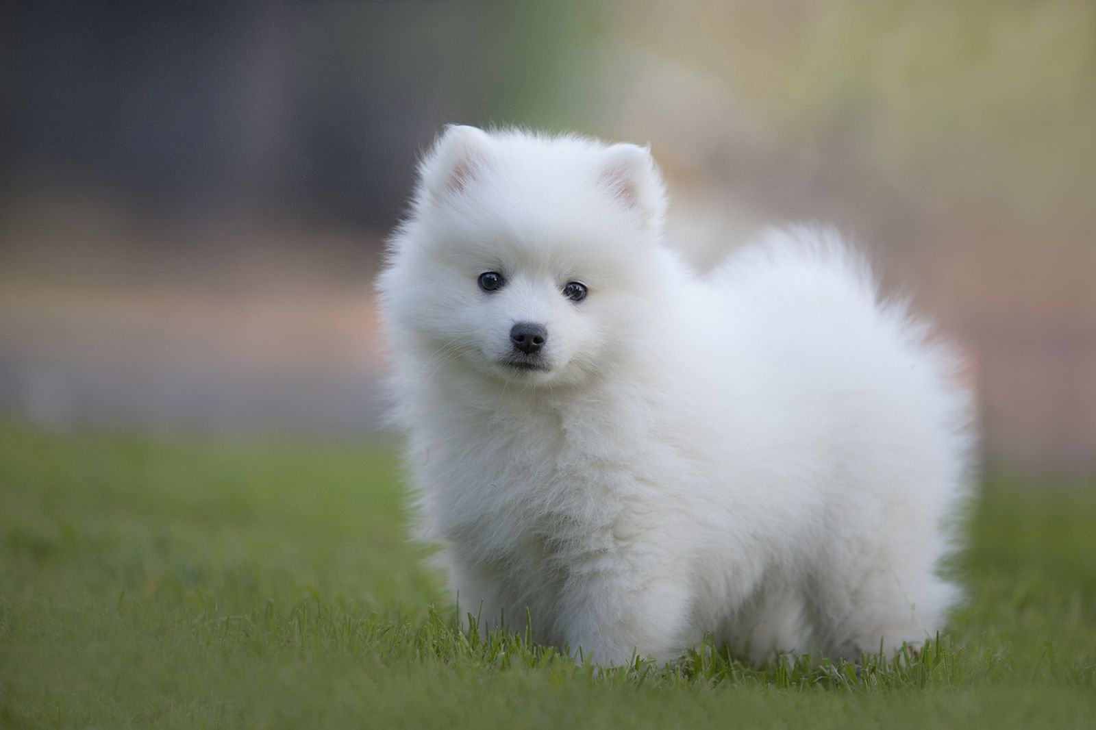 Ein weißer japanischer Spitz Hund steht leicht seitlich positioniert auf der grünen Wiese und schaut konzenriert zum Betrachter