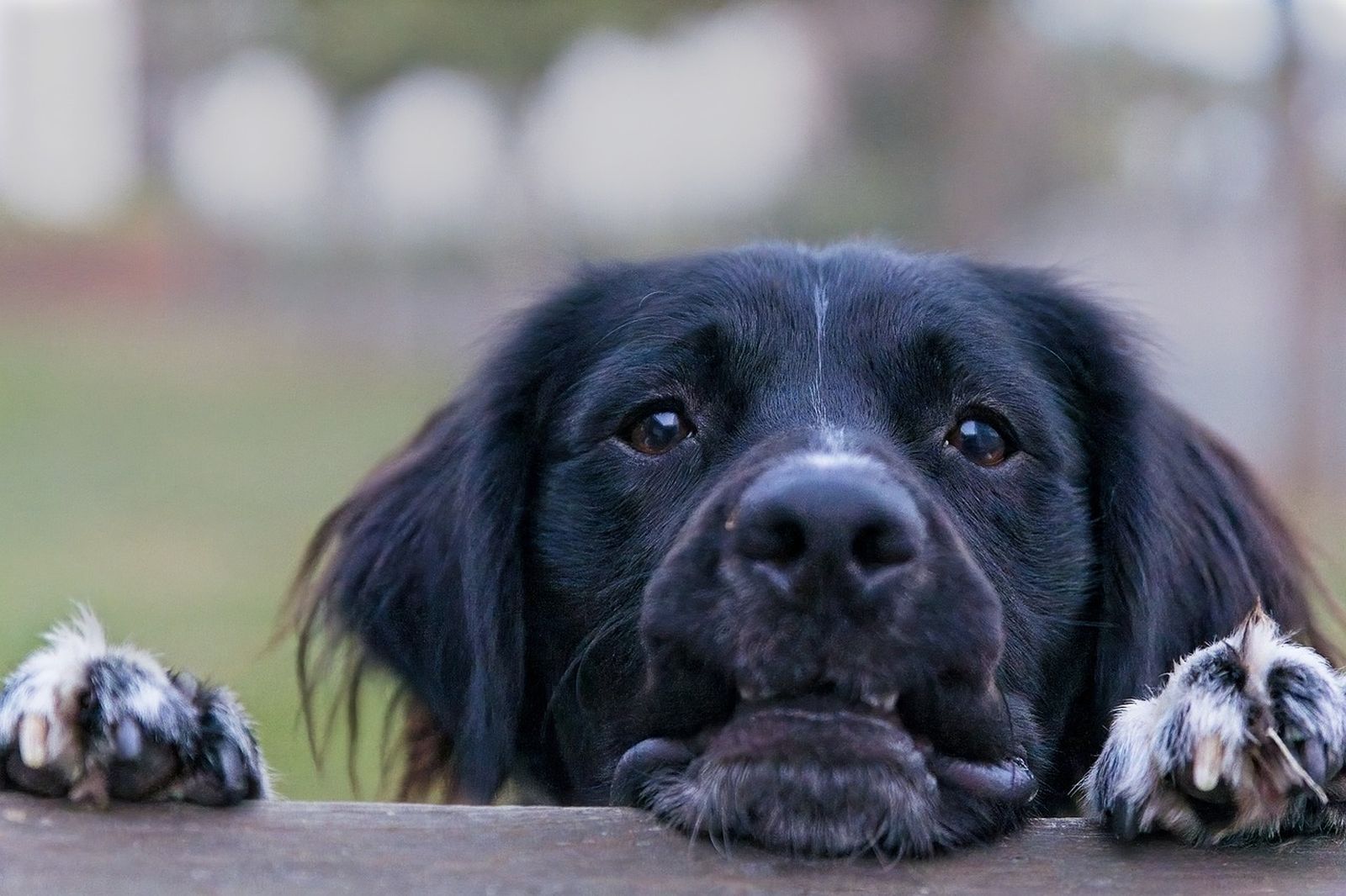 Ein schwarz-weißer Friesischer Vorstehhund Stabijhoun liegt mit dem Kopf und seinen Pfoten aufgelegt auf einem Holzbrett und schaut fokussiert den Betrachter an