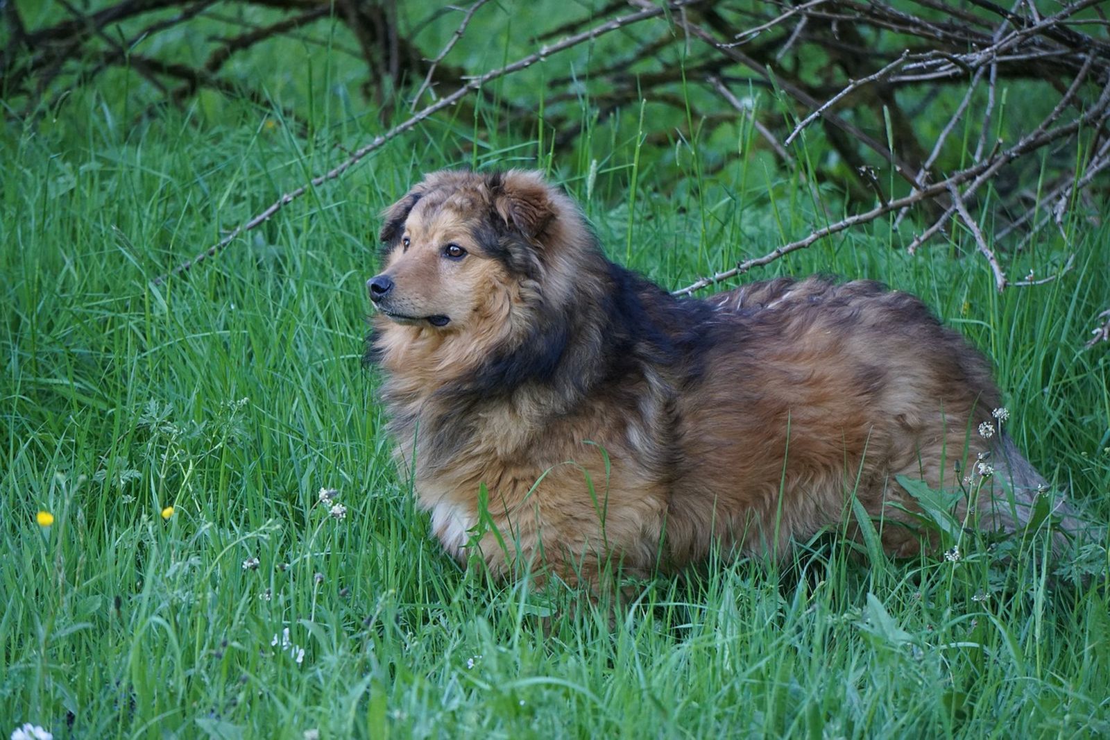 Ein braun-schwarzer Hund mit dickem Fell steht aufmerksam im hohen Gras in der freien Landschaft und schaut konzentriert nach links in die Ferne