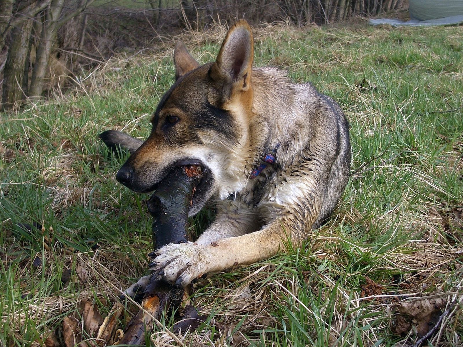 Ein beige-weiss-dunkelgrauer Wolfhund mit blauem Halsband liegt auf einer Wiese und bearbeitet einen großen Ast im Maul