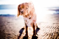 Kleiner brauner Hund steht am Strand und schaut in die Kamera.jpg