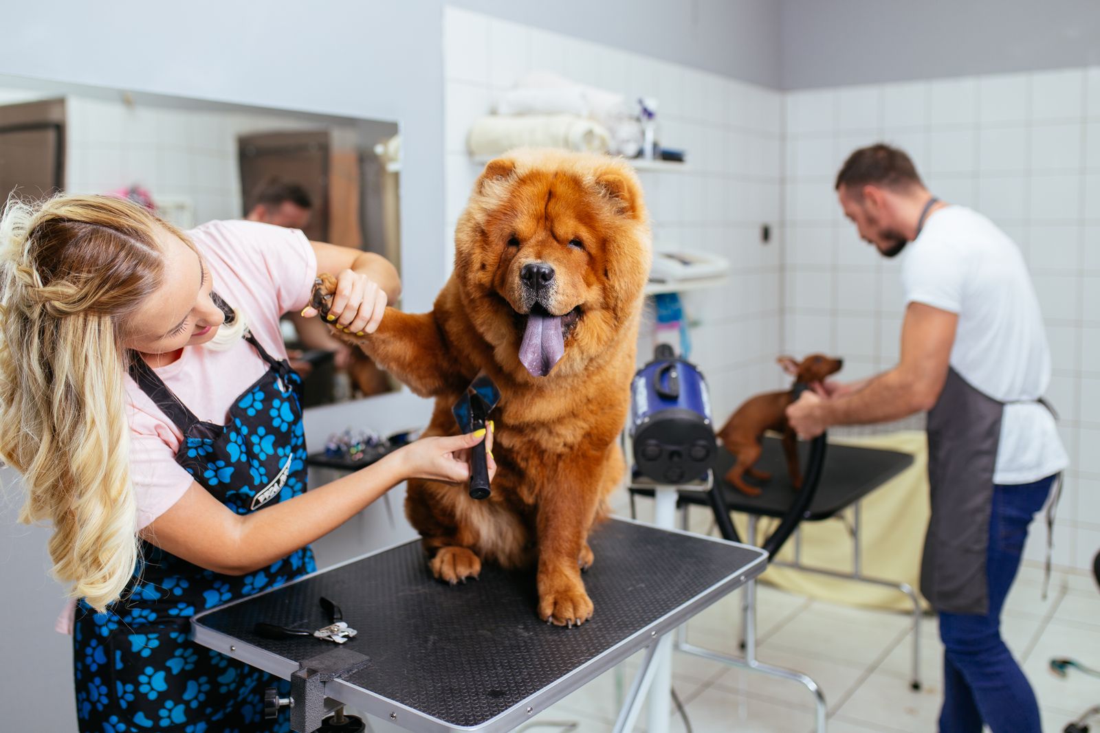 Ein rotbrauner Hund der Rasse Chow-Chow sitzt beim Hundefrisör auf dem Frisiertisch und wird von einer blonden jungen Groomerin mit einer Unterwollbürste am Bauch gebürstet um die Unterwolle auszukämmen.