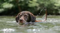 Alter brauner Labrador Retriever schwimmt im Wasser.jpg